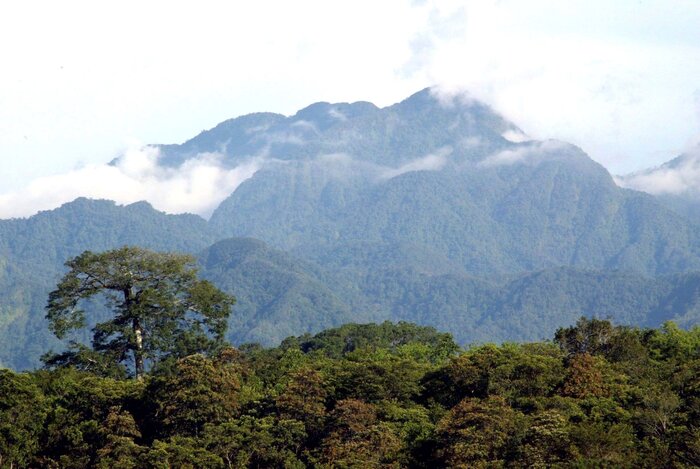 Honduras Regenwald